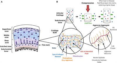 Influence of the Mechanical Environment on the Regeneration of Osteochondral Defects